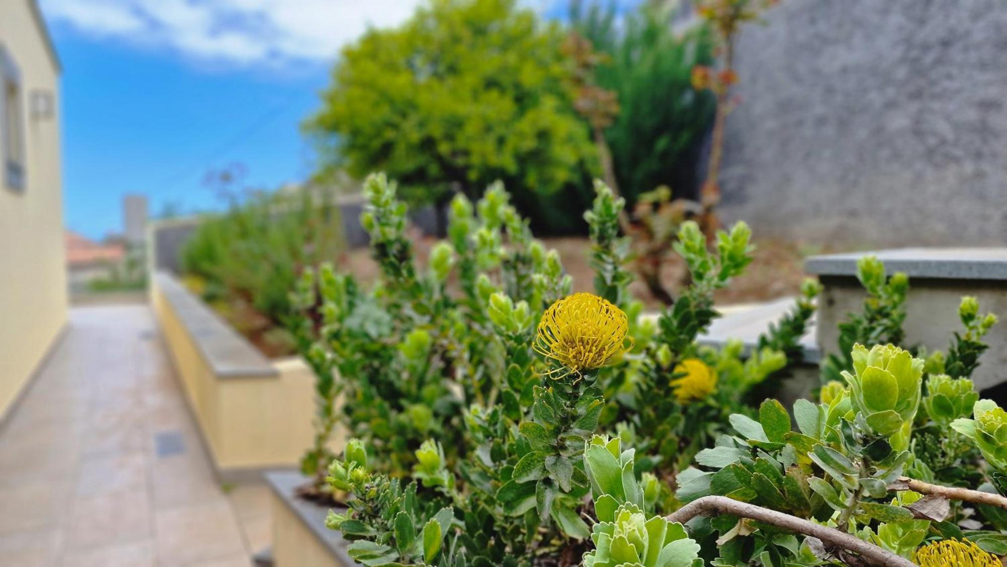 Capela'S House By Lovelystay Ribeira Brava Esterno foto